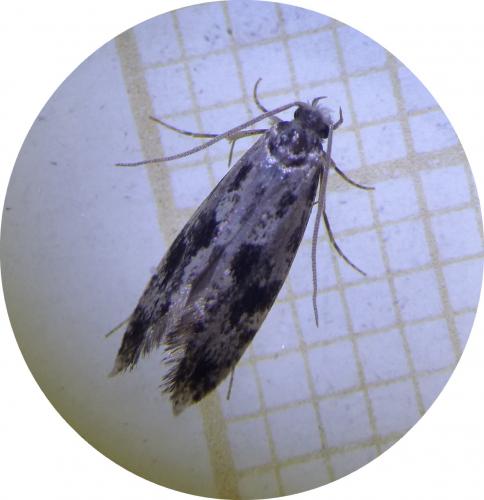 Réf. 289 159 : Nemapogon sp.